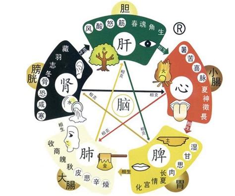 五臟五行 皮革脫皮